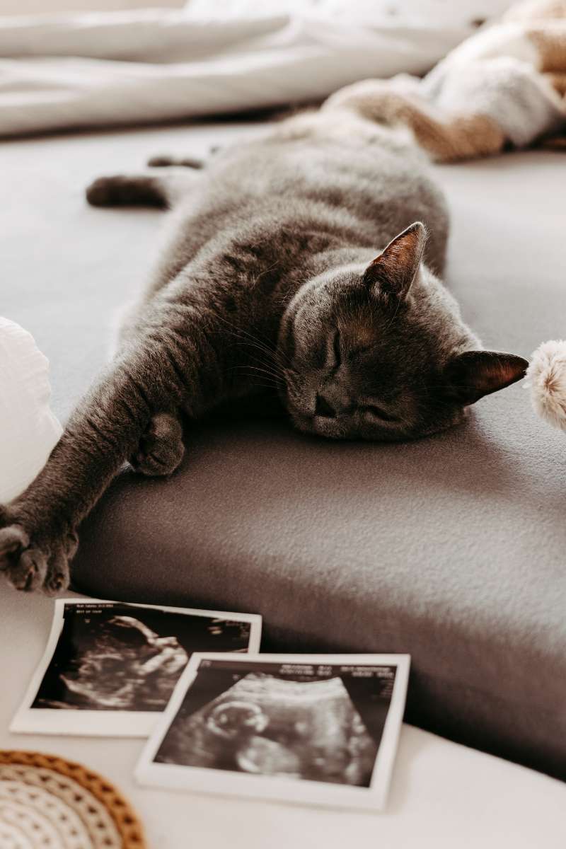 Katze schl&auml;ft neben Ultraschallbildern auf dem Bett